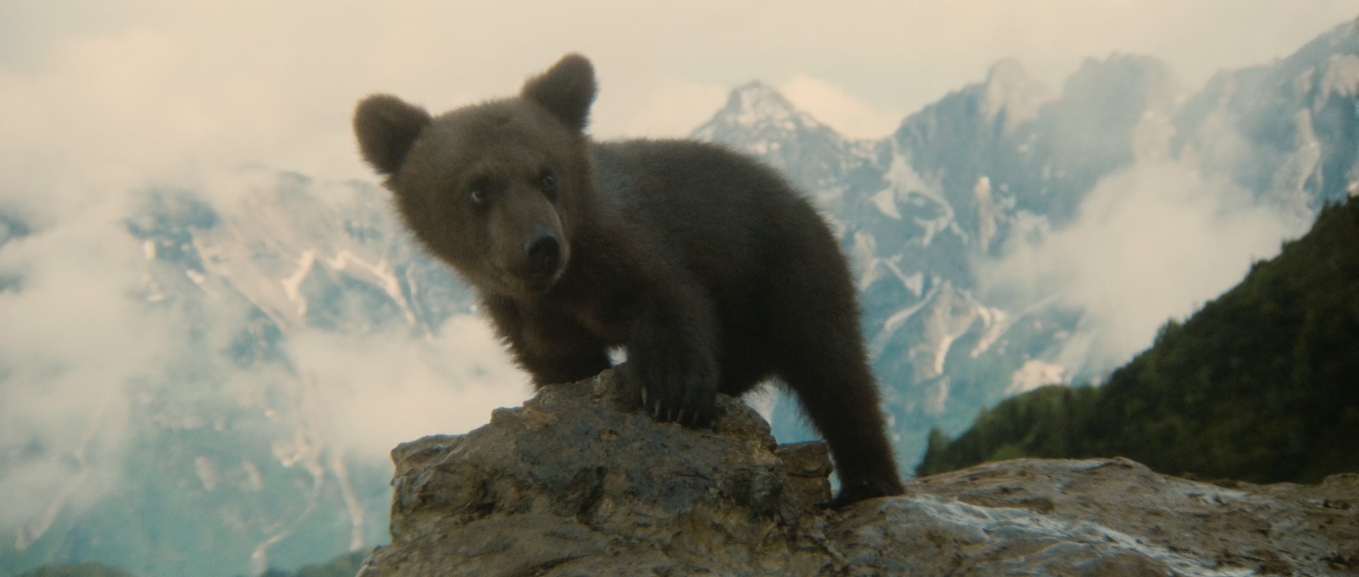 The.Bear.1988.1080p.BluRay.x265.10bit.DTS-QuickIO.mkv_20250511_115430.124.jpg