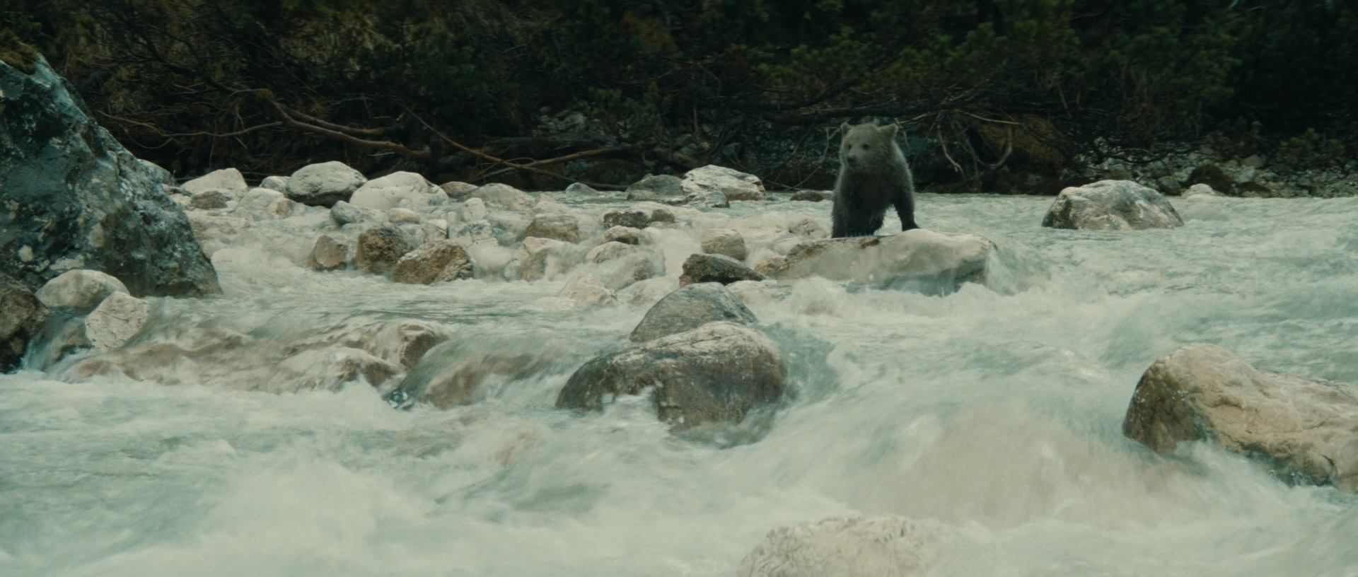 The.Bear.1988.1080p.BluRay.x265.10bit.DTS-QuickIO.mkv_20250511_115634.908.jpg