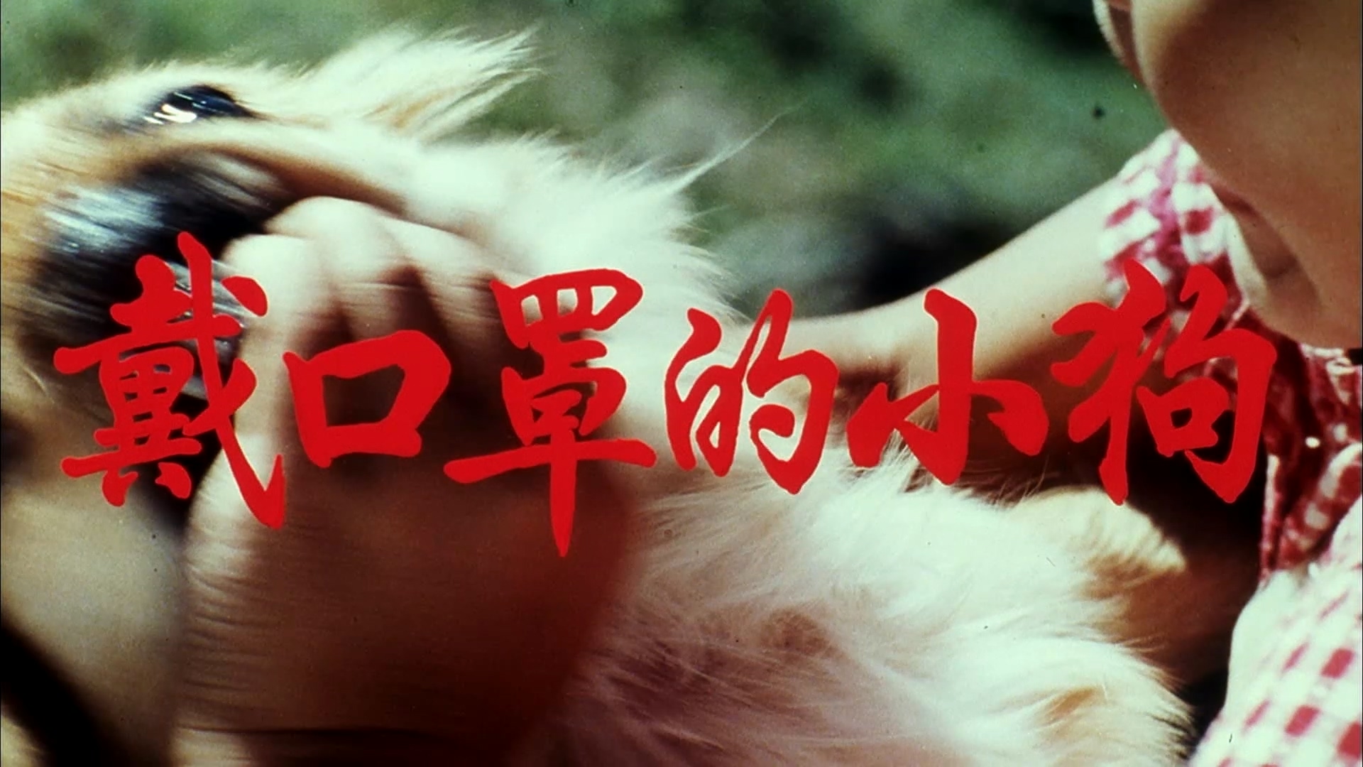 戴口罩的小狗.mp4_20250523_140531.214.jpg