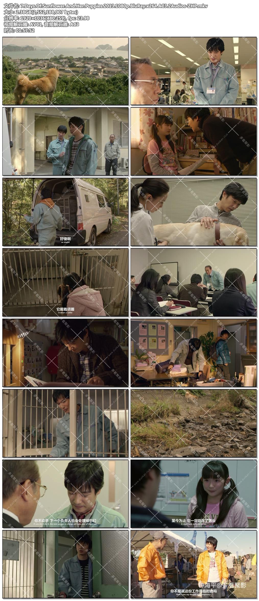 7.Days.Of.Sunflower.And.Her.Puppies.2013.1080p.BluRay.x264.AC3.2Audios-ZHP.jpg