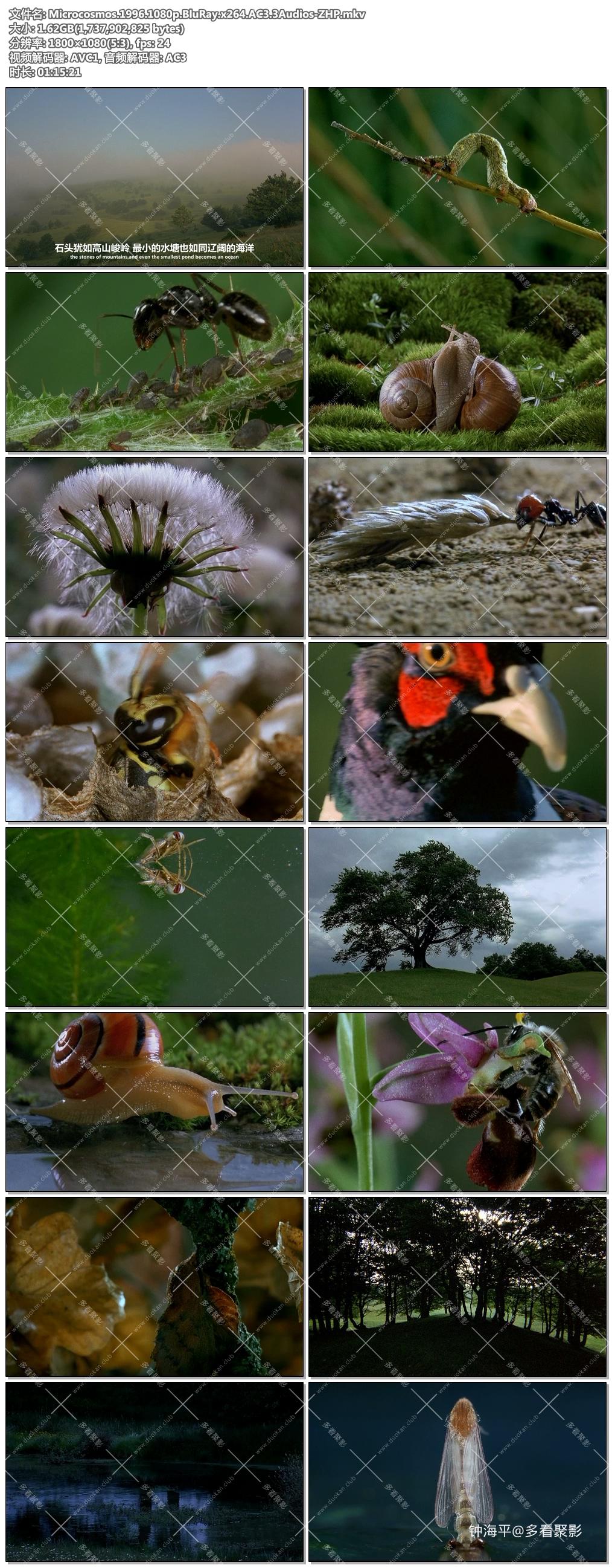 Microcosmos.1996.1080p.BluRay.x264.AC3.3Audios-ZHP.jpg