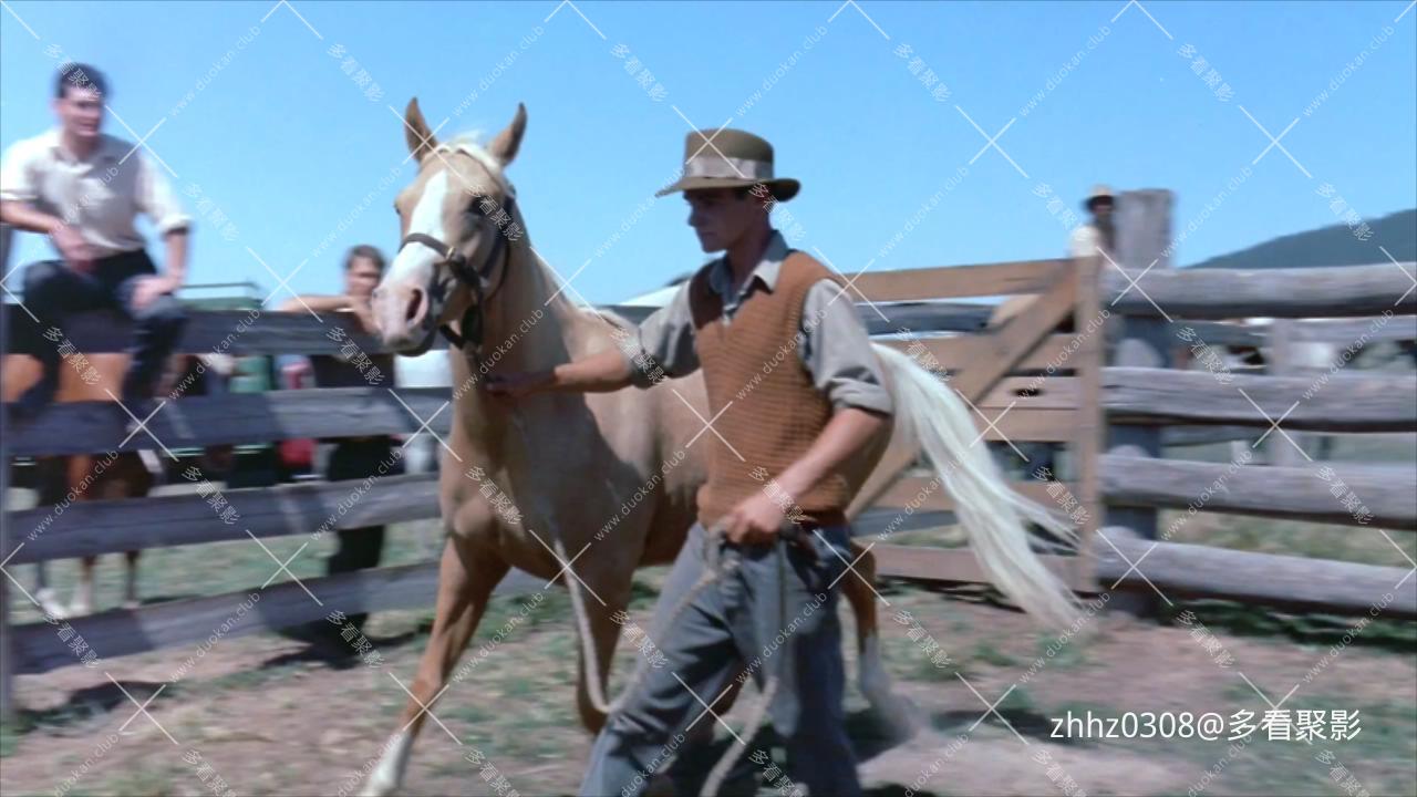 银驹（澳大利亚）The.Silver.Brumby.1993.720p.WEB-DL.H264.国英双语 (1).mkv_2026060.jpg