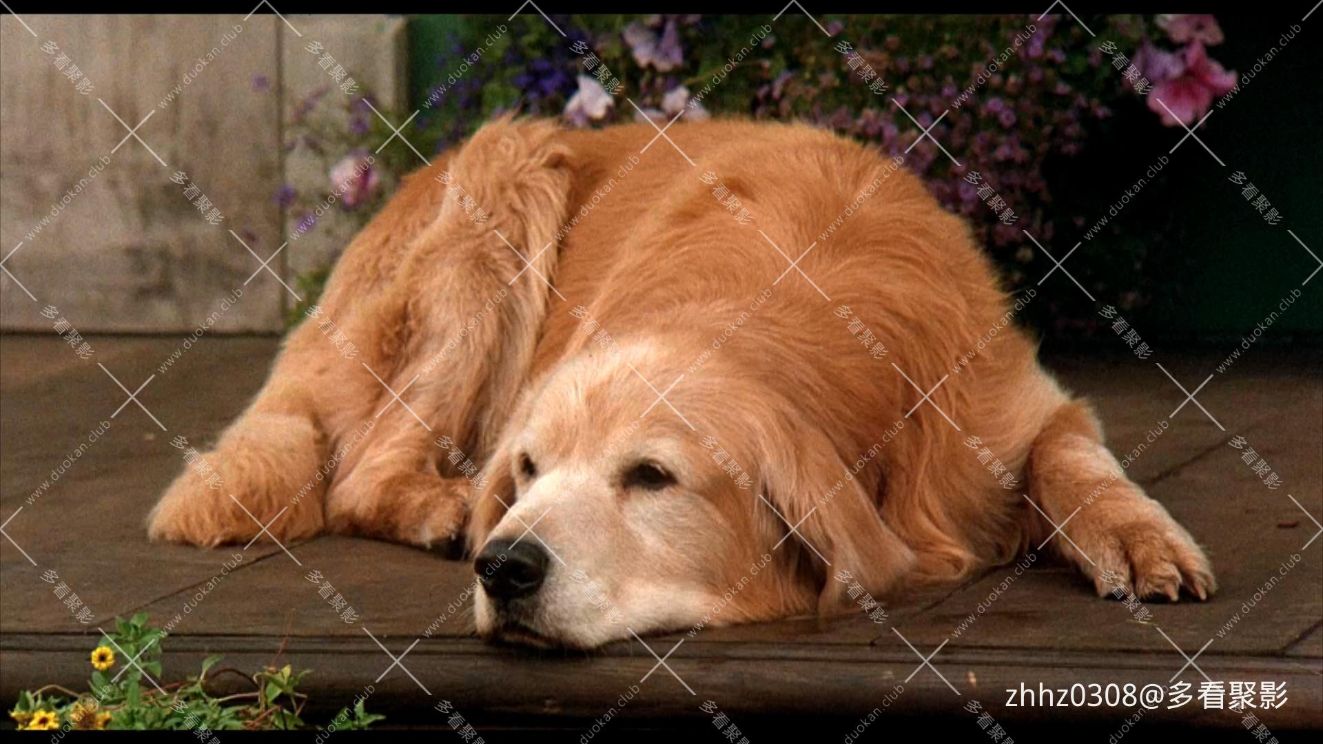 看狗在说话 Homeward Bound- The Incredible Journey (1993).mkv_20260612_151529769.jpg