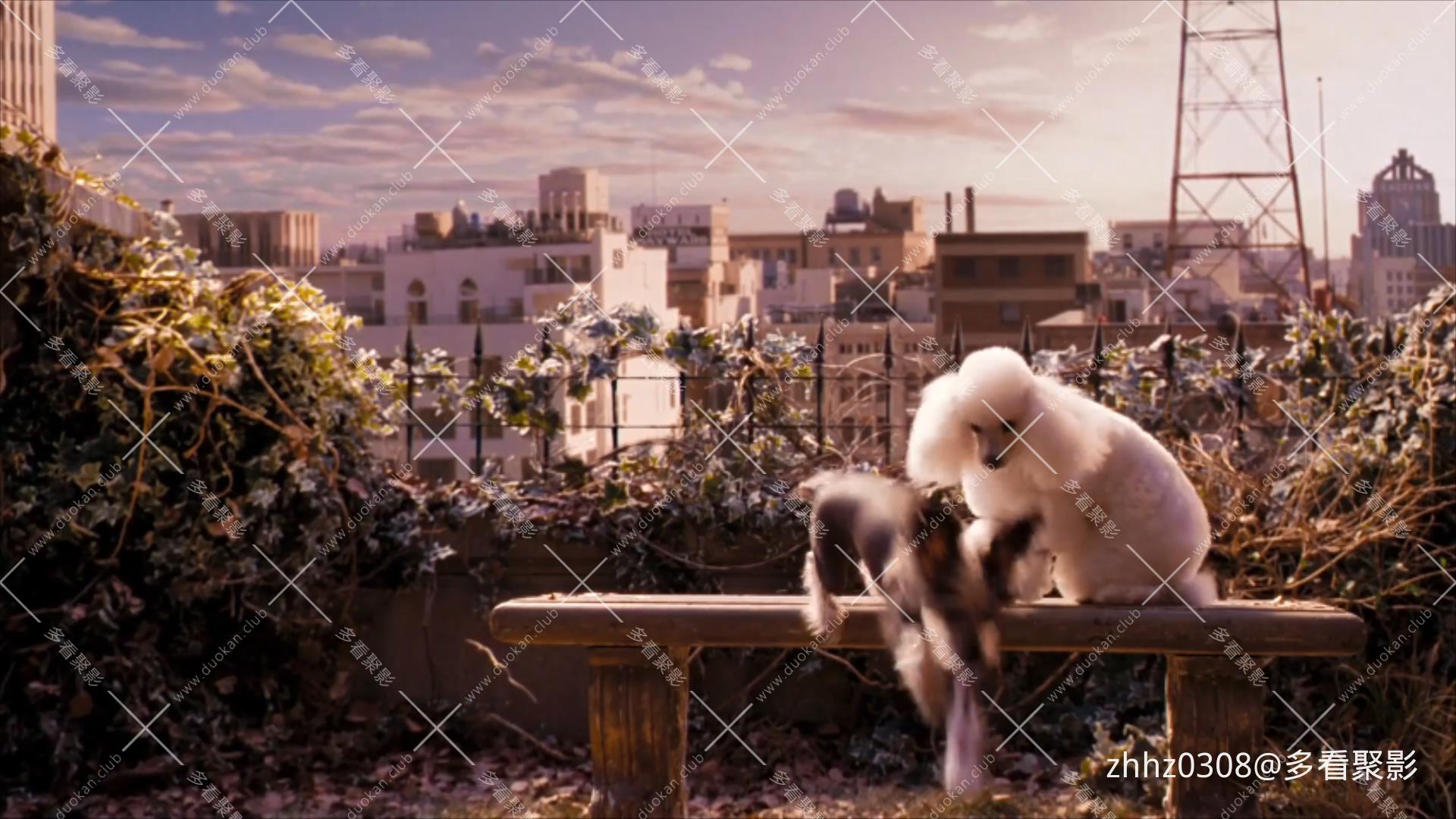 狗狗旅馆2009国语.mp4_20260623_122050747.jpg